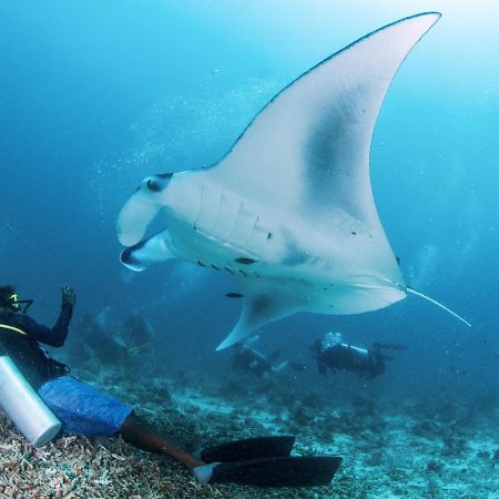 מלון דנגטי South Ari Dive Center מראה חיצוני תמונה