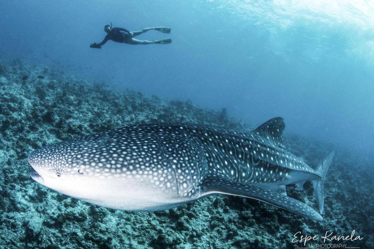 מלון דנגטי South Ari Dive Center מראה חיצוני תמונה