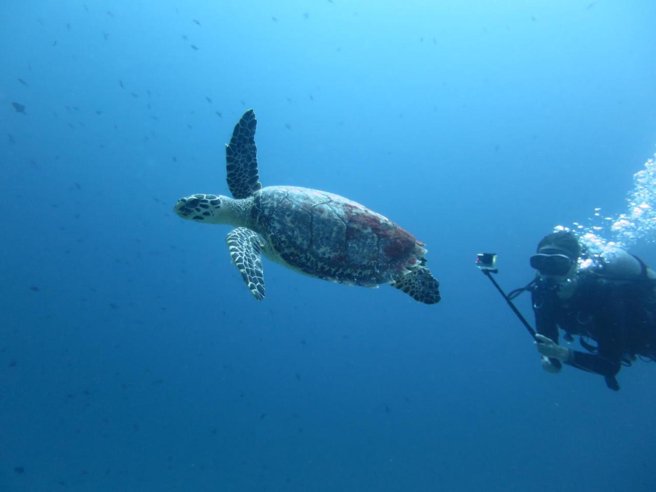 מלון דנגטי South Ari Dive Center מראה חיצוני תמונה