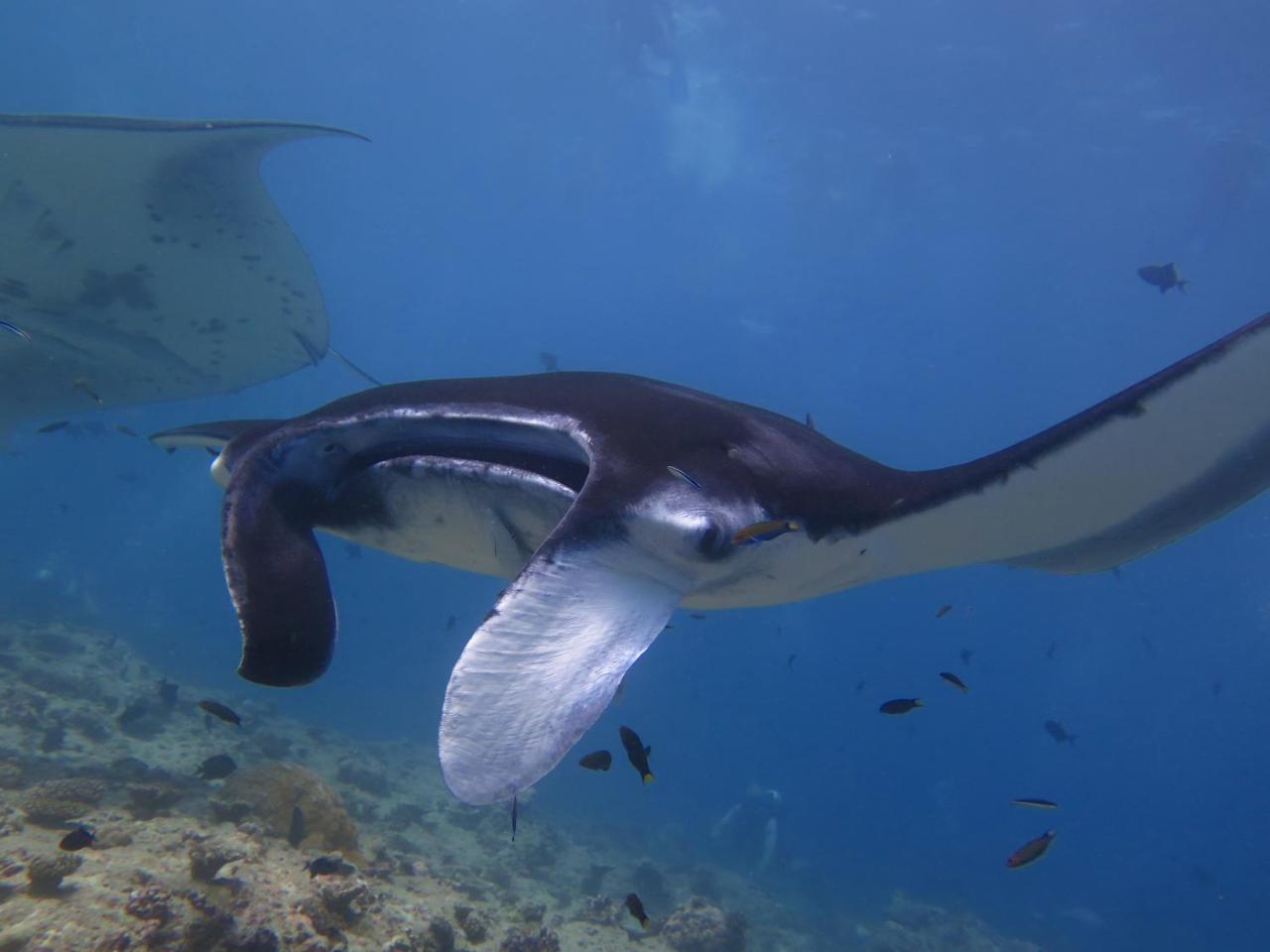 מלון דנגטי South Ari Dive Center מראה חיצוני תמונה