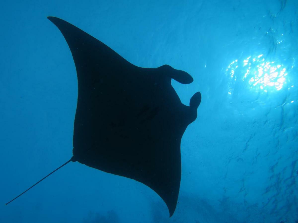 מלון דנגטי South Ari Dive Center מראה חיצוני תמונה